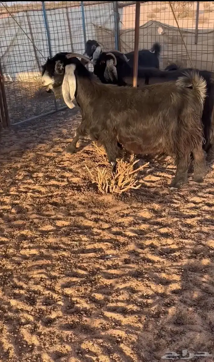 معزاء عوارض 4