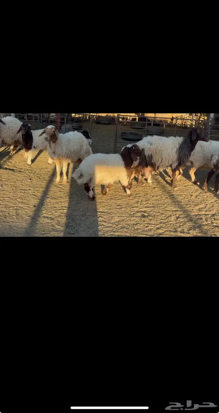 غنم نعيم مطافيل 2