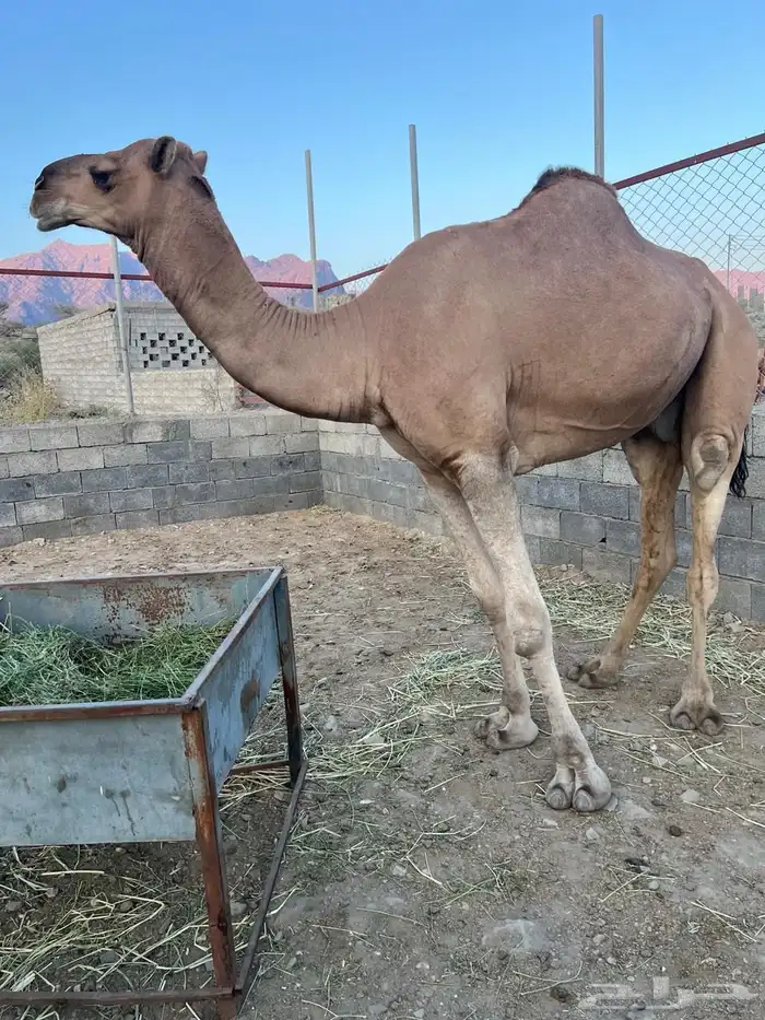 فحل ثني عوادي مشروط لقاح 4