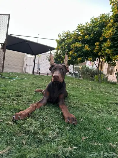 ذكر دوبرمان العمر 5 شهور index