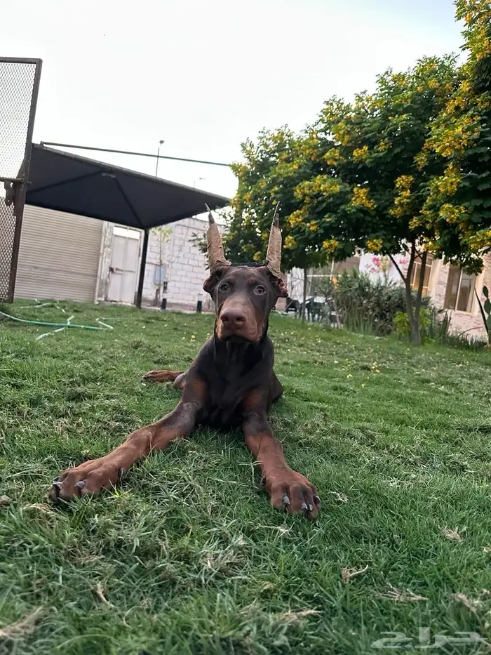 ذكر دوبرمان العمر 5 شهور 1