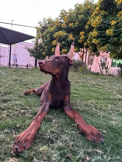 ذكر دوبرمان العمر 5 شهور index