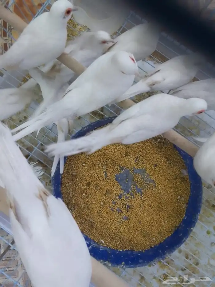 للبيع حمام سنى وايت 0