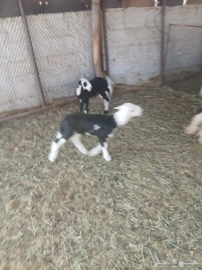 ضان نجد وعيسيات وليد 13 2