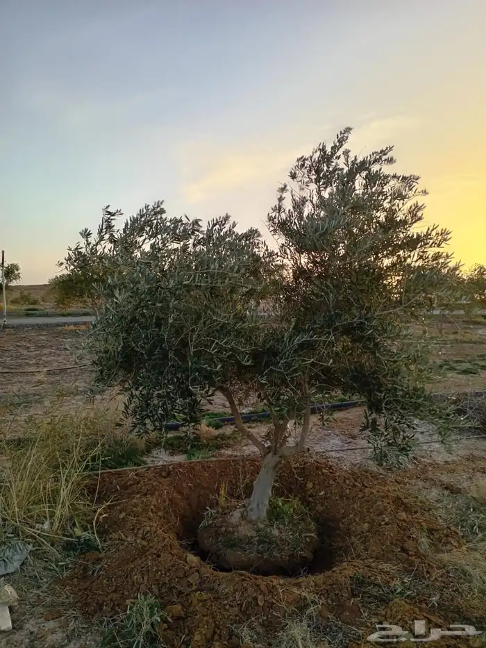 توريد وزراعة اشجار زيتون شجر زيتون 67