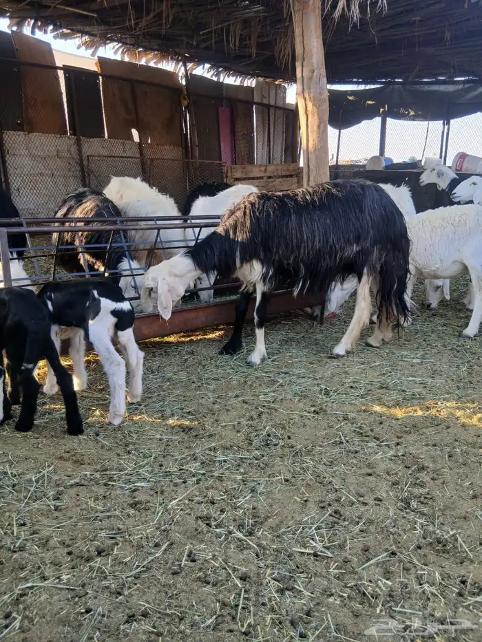 ضان نجد وعيسيات وليد 13 6