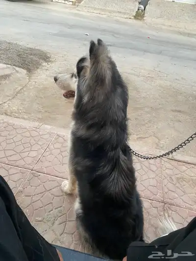 كلب هاسكي index