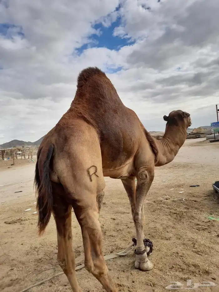 قعود ثني احمر 4