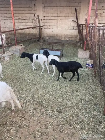 اربع رخال برابر للبيع 0