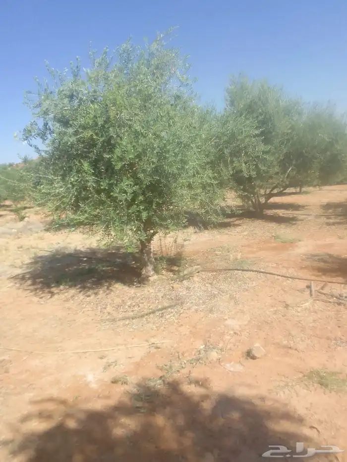 توريد وزراعة اشجار زيتون شجر زيتون 78