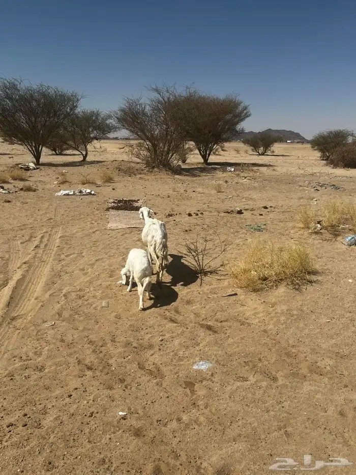 شاه والد تحتها رخل 0