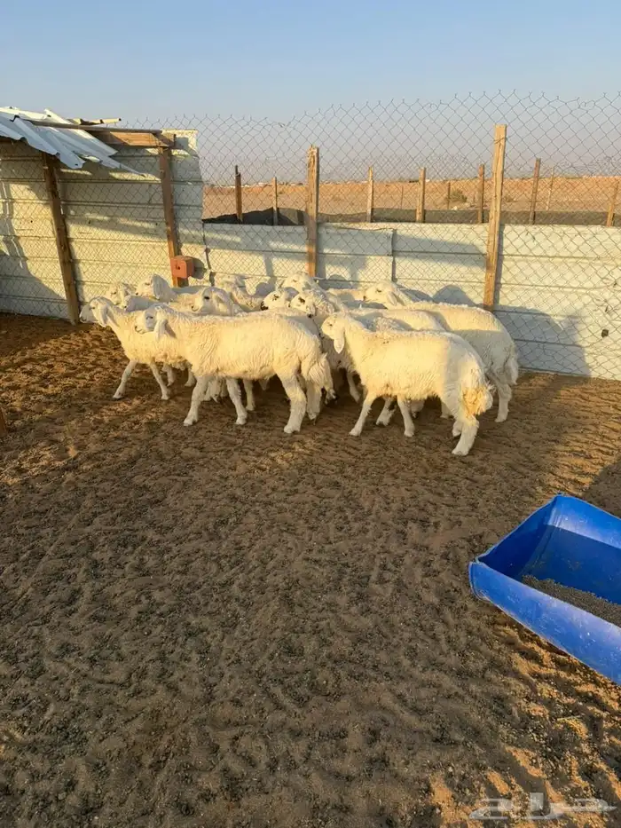 ذبايح حريات 1