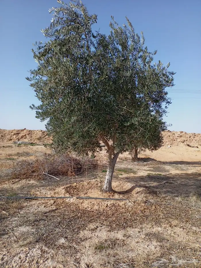 توريد وزراعة اشجار زيتون شجر زيتون 68