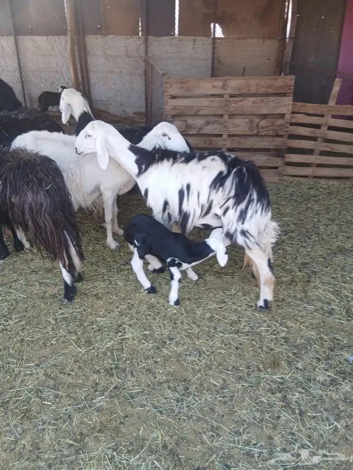 ضان نجد وعيسيات وليد 13 0