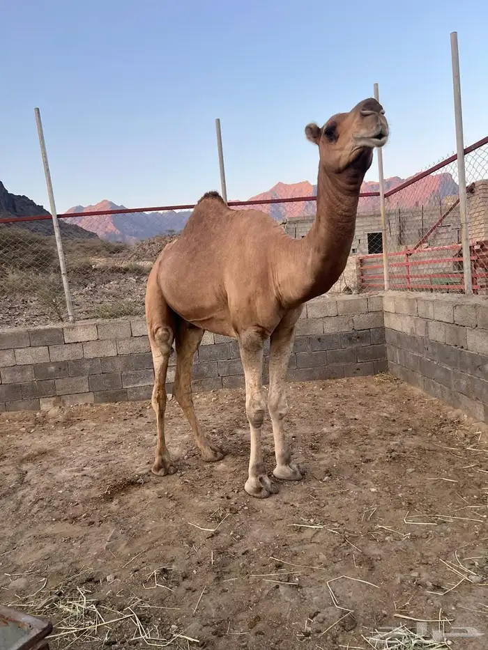 فحل ثني عوادي مشروط لقاح 1