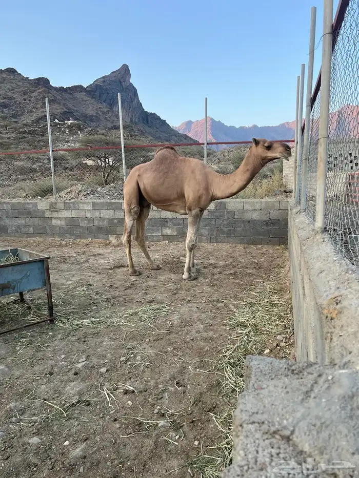 فحل ثني عوادي مشروط لقاح 2