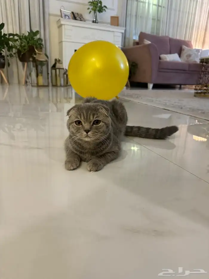 سكوتش دبل فولد للبيع 2