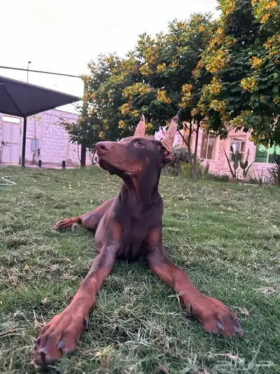 ذكر دوبرمان العمر 5 شهور index