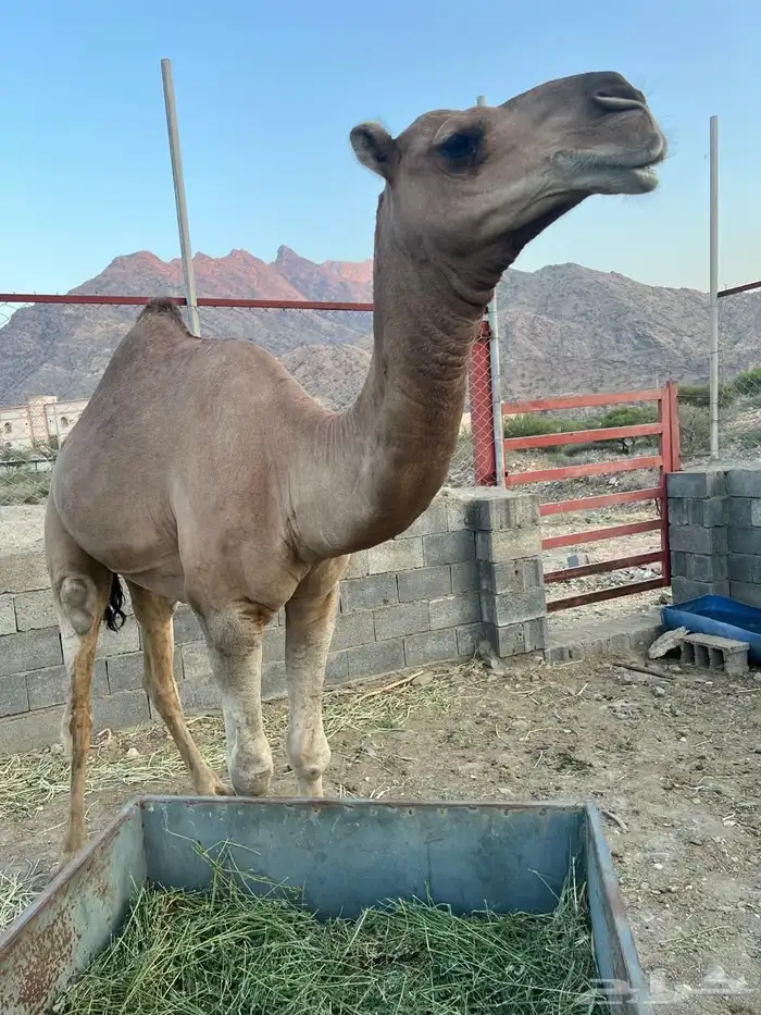 فحل ثني عوادي مشروط لقاح 6