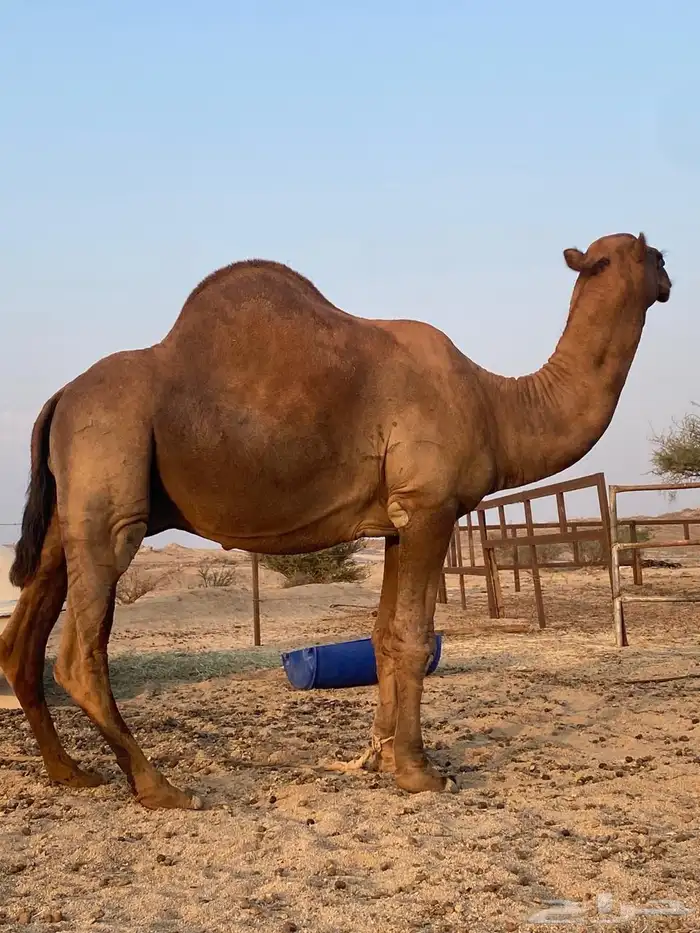 قعود ثني احمر 0