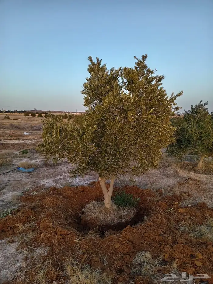 توريد وزراعة اشجار زيتون شجر زيتون 70