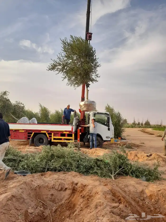 توريد وزراعة اشجار زيتون شجر زيتون 73