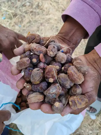 تمر نفيع حشف للغنم والإبل index