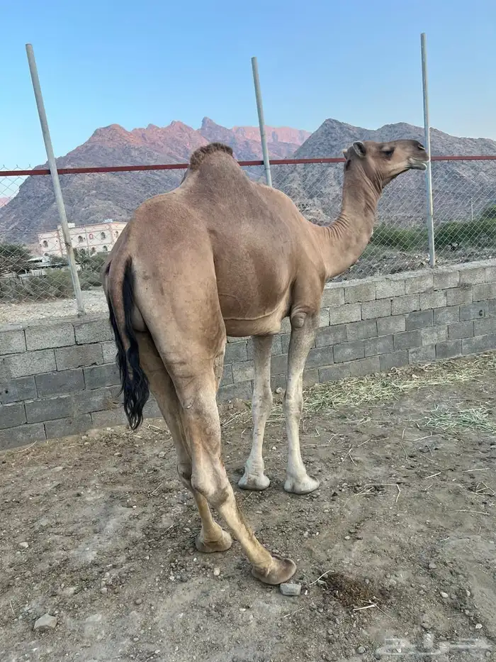 فحل ثني عوادي مشروط لقاح 0