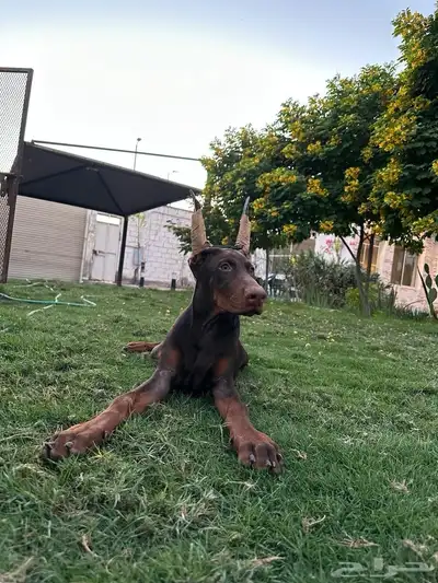 ذكر دوبرمان العمر 5 شهور index