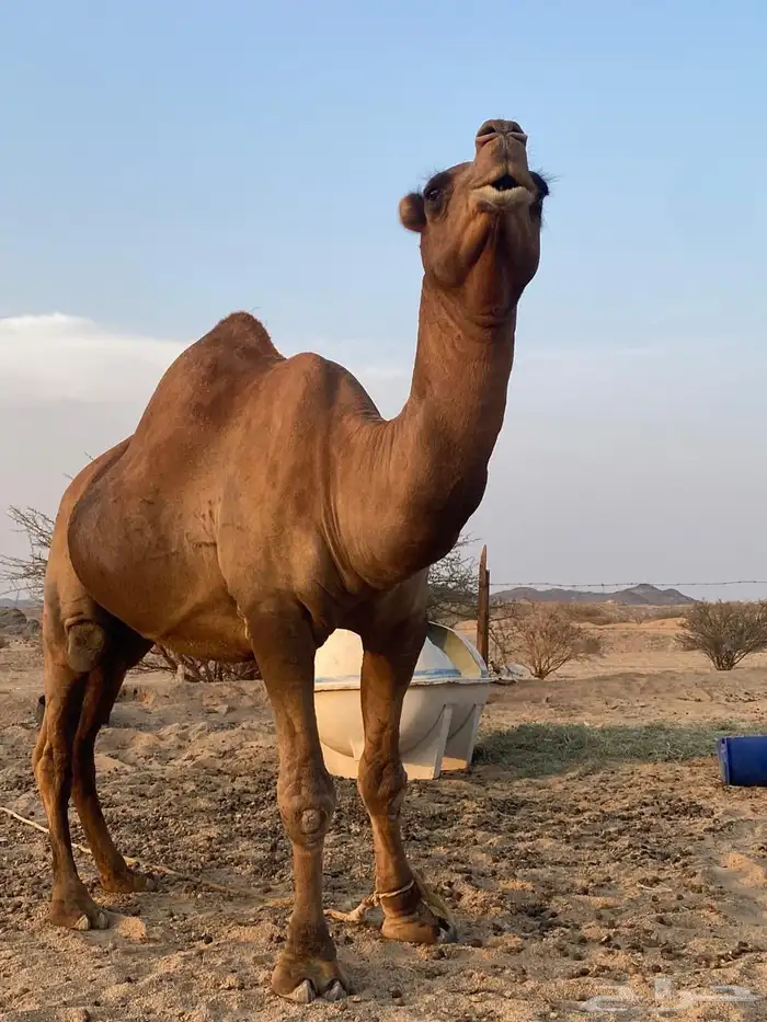 قعود ثني احمر 1