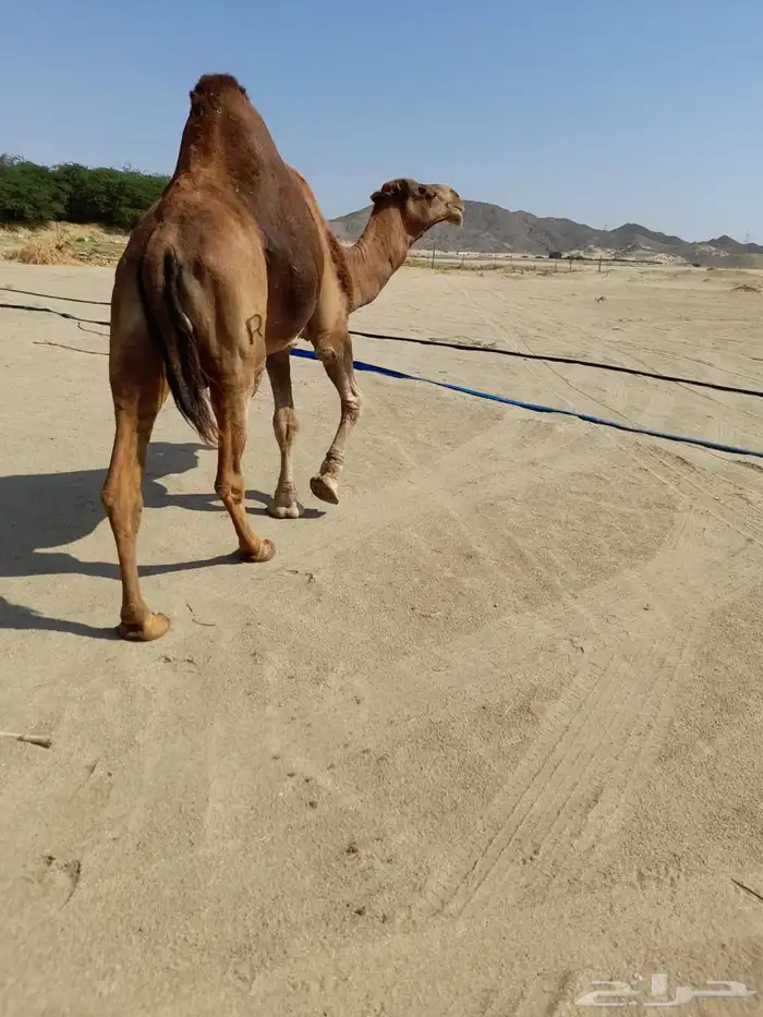 قعود ثني احمر 3