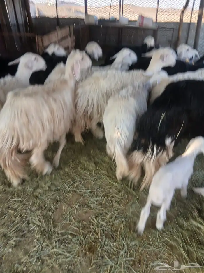 ضان نجد وعيسيات وليد 13 4