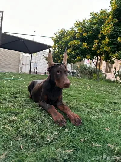 ذكر دوبرمان العمر 5 شهور index