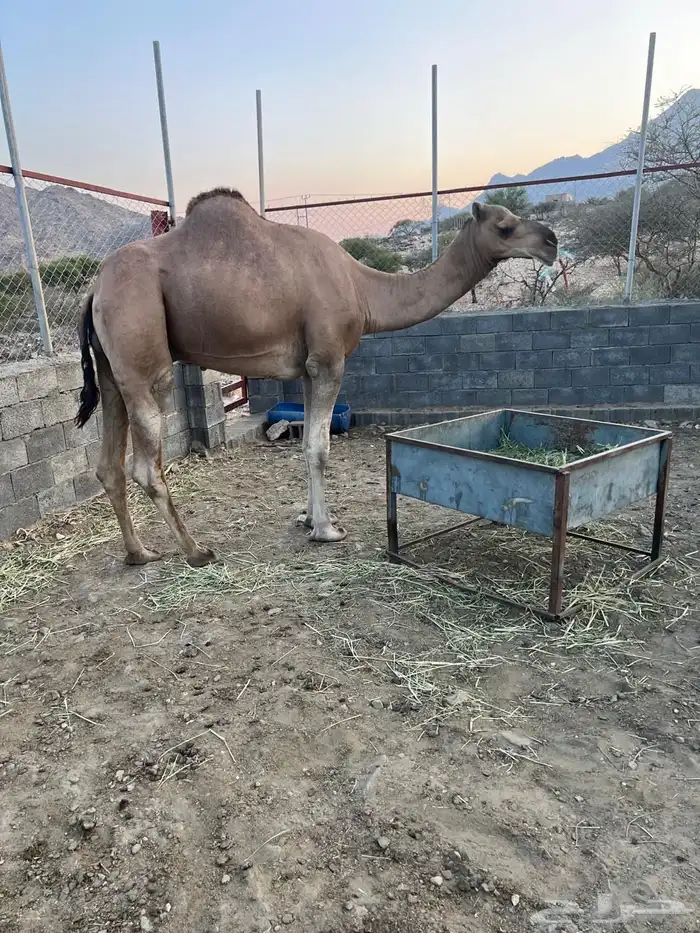 فحل ثني عوادي مشروط لقاح 3