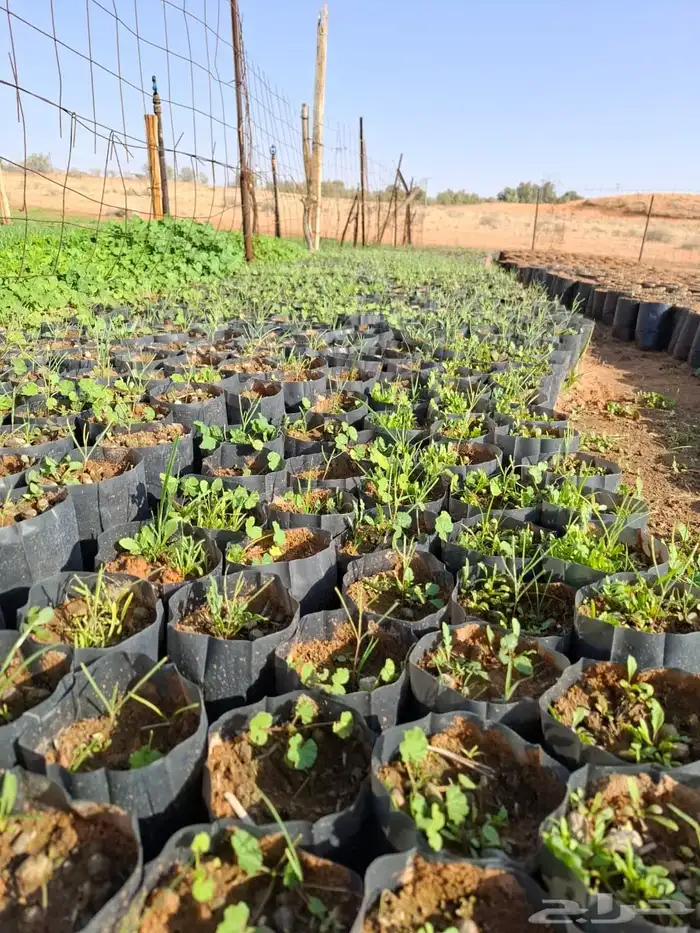 للبيع شتلات الارطاء العملاق 0