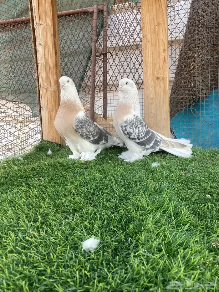 حمام تركي منقا تم البيع 2