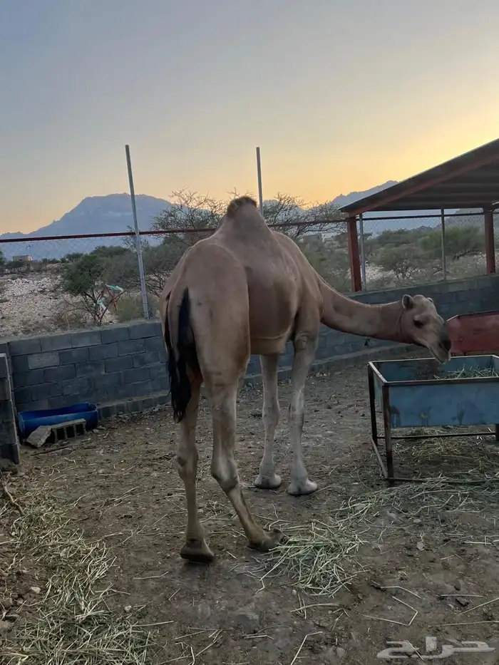 فحل ثني عوادي مشروط لقاح 5