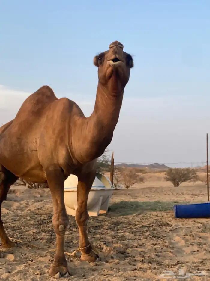 قعود ثني احمر 2