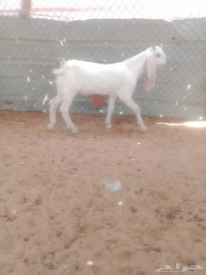 تيس فل ظهره عمره حول 4 شهور على شعير وحليب وحشايش 0