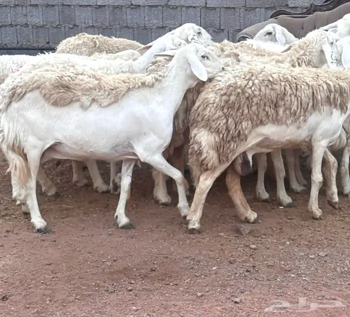 ضان ورخال حريات حرش فاخرة 11