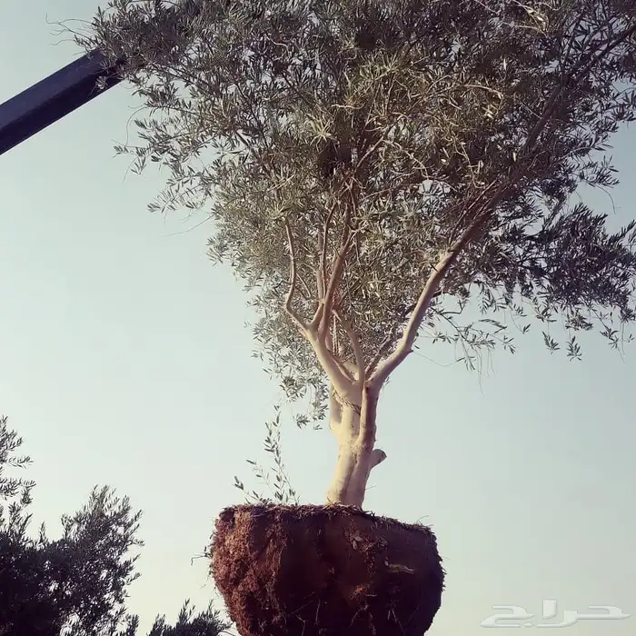 توريد وزراعة اشجار زيتون شجر زيتون 4