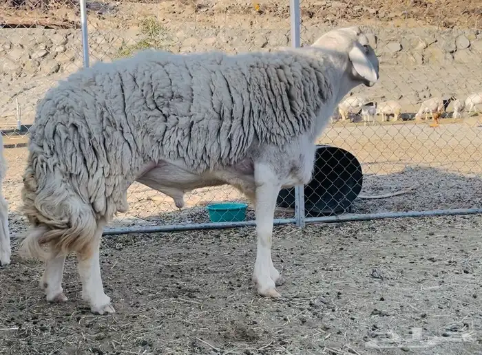 فحل حري ابرص مشروط تم البيع 0