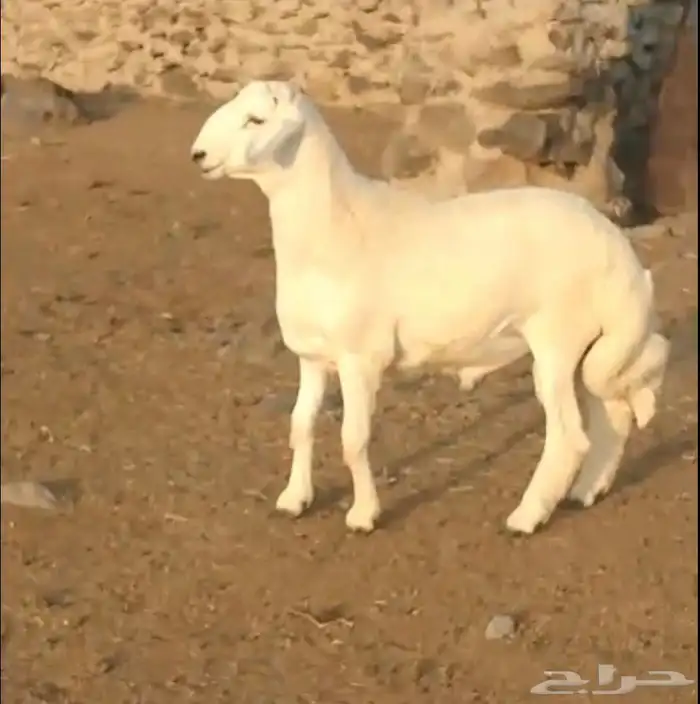 مشروع فحل صنف 0