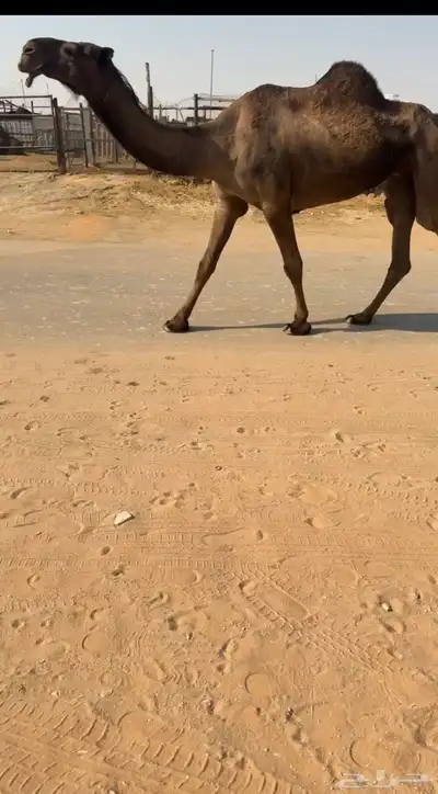 ناقه حايل مابعد ولدت index