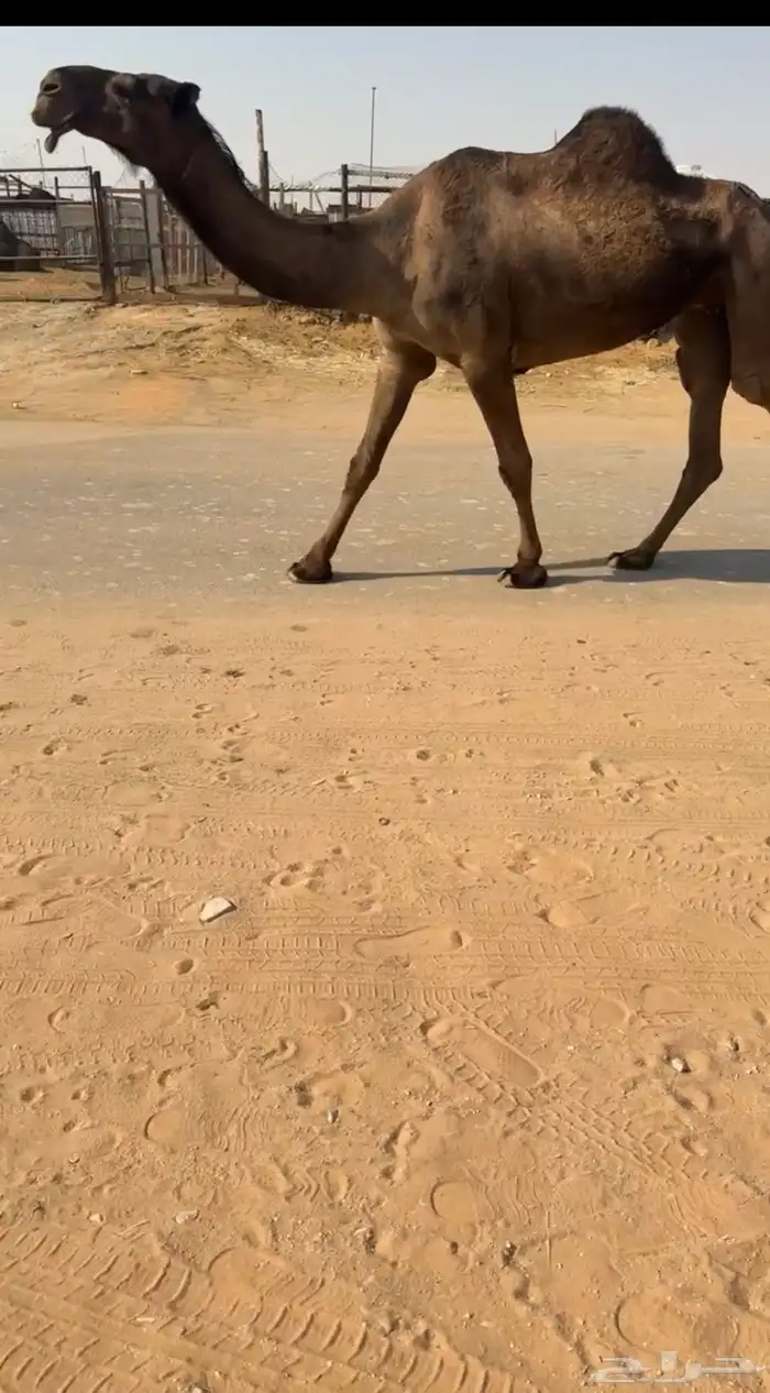 ناقه حايل مابعد ولدت 0