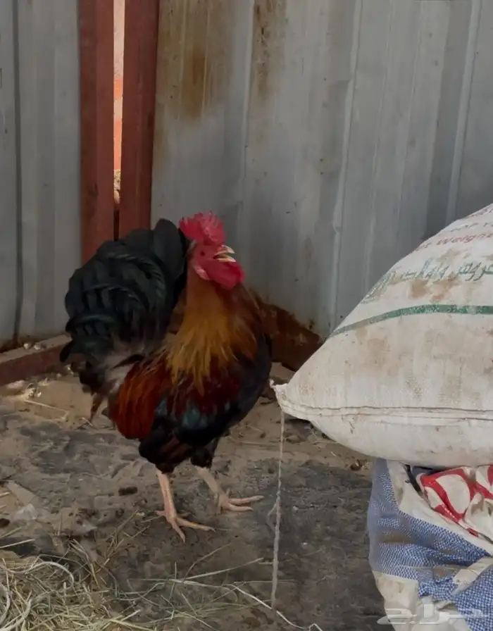 للبيع ديك عربي 4