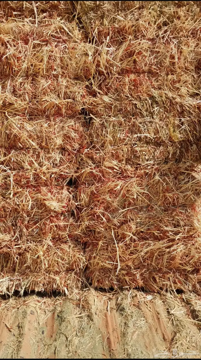 ذرة جيزينية للبيع 0