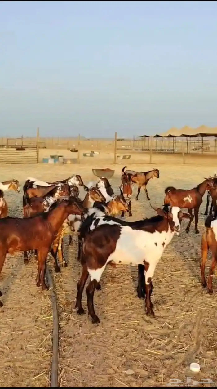 تيوس يمنيه شبيه البلدي 0