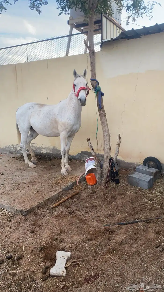 فرس شعبيه للبيع 2