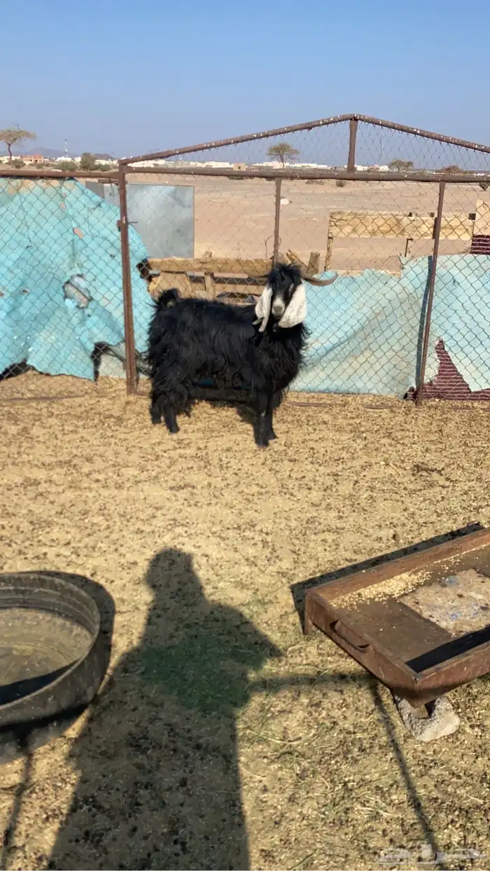 تيس فحل عارضي الموقع الصلصله 0